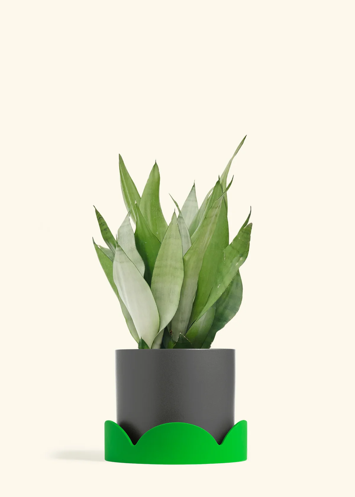 Moonshine Snake Plant, Large - Image 28