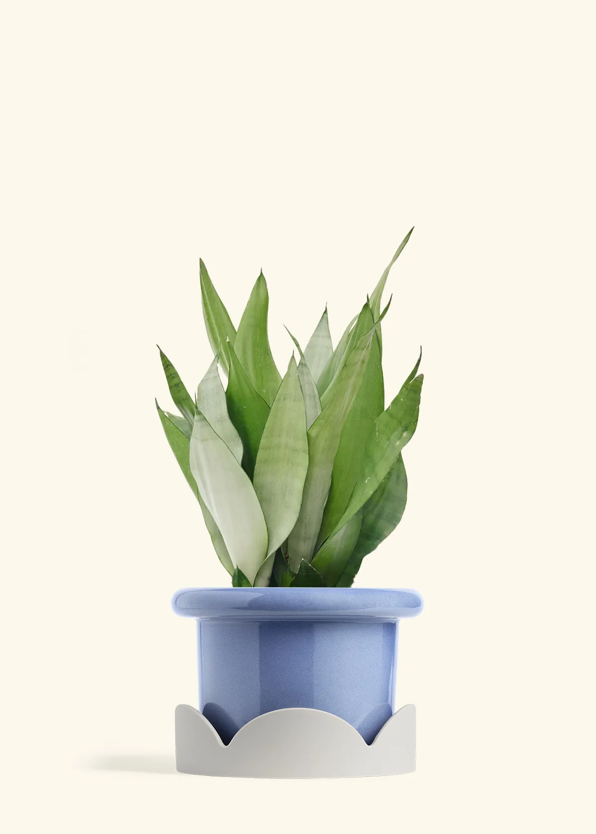 Moonshine Snake Plant, Large - Image 9