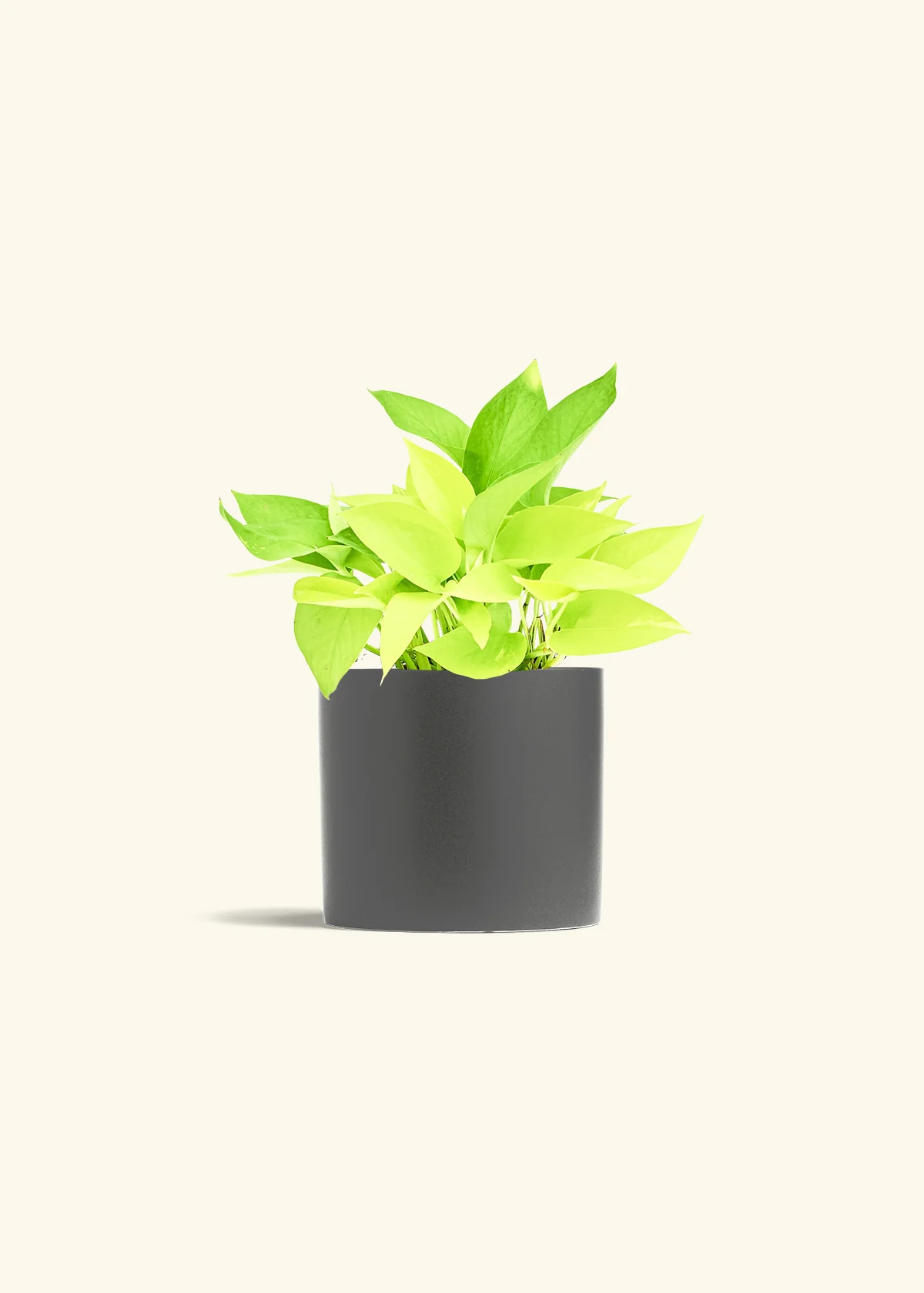 Neon Pothos, Medium - Image 5