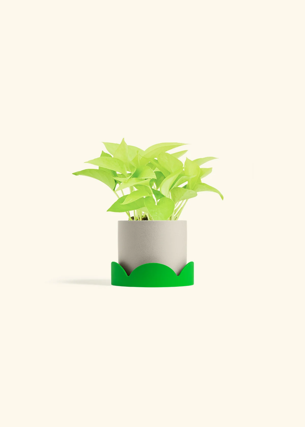 Neon Pothos, Small - Image 41