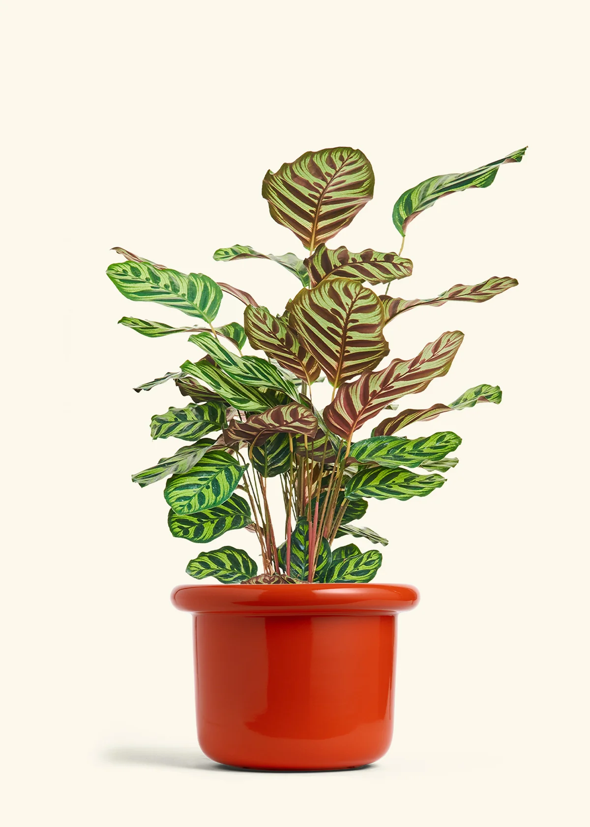 Peacock Plant, Large - Image 12