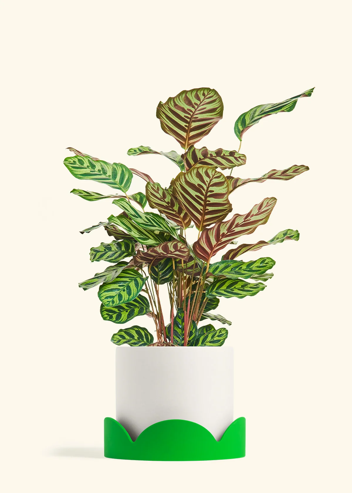 Peacock Plant, Large - Image 21
