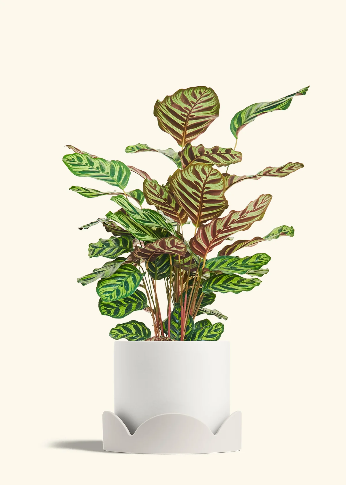 Peacock Plant, Large - Image 22