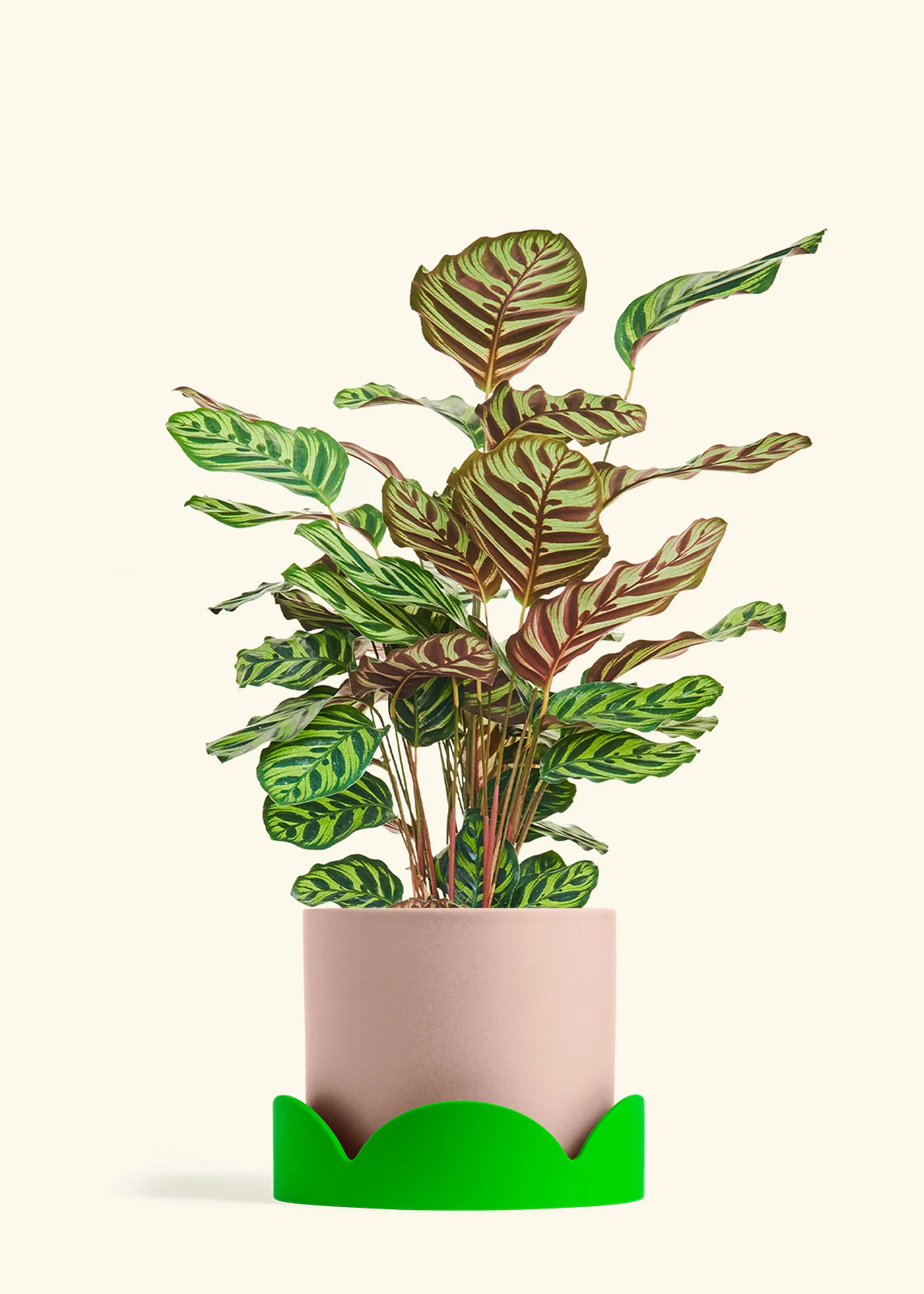 Peacock Plant, Large - Image 25