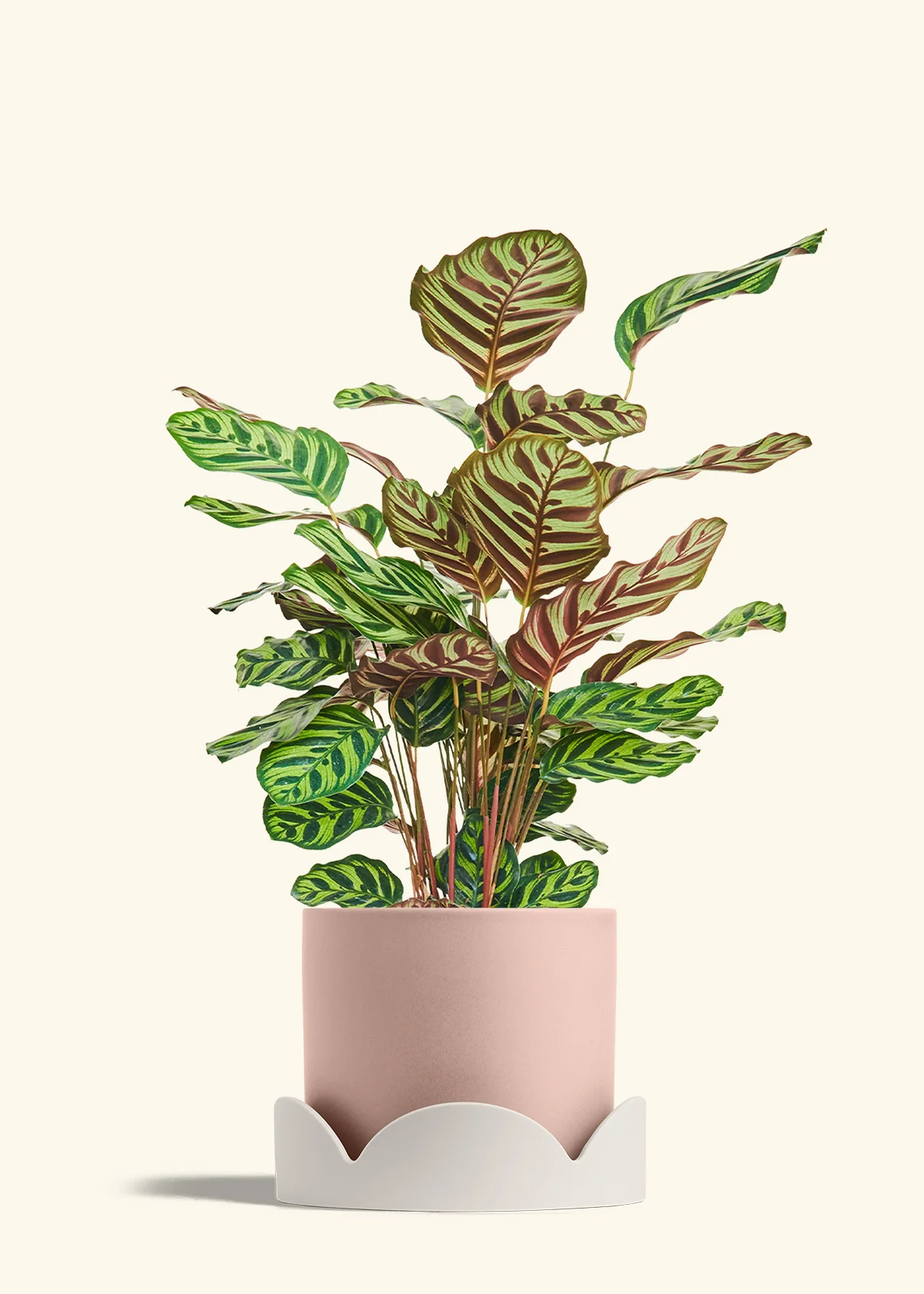 Peacock Plant, Large - Image 26
