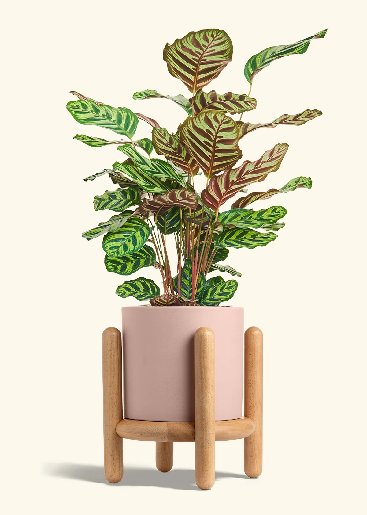 Peacock Plant, Large - Image 27
