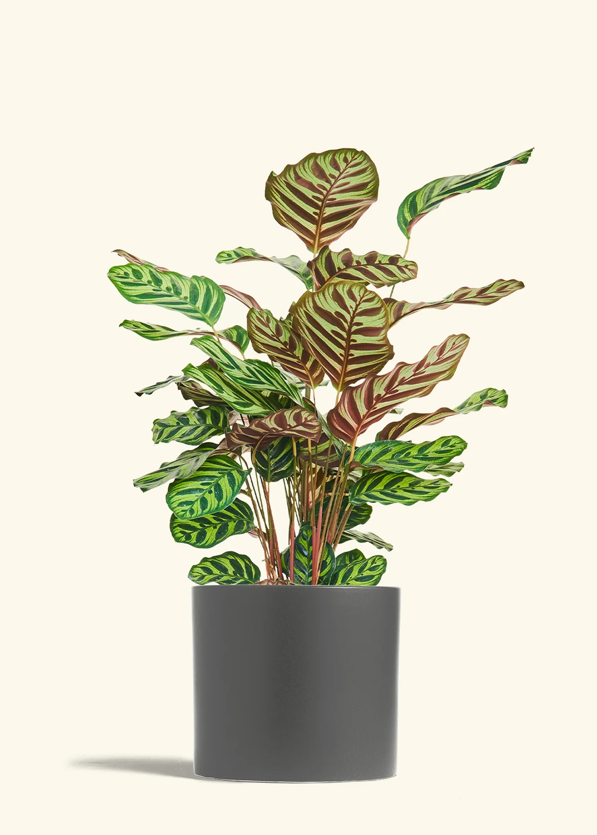Peacock Plant, Large - Image 28