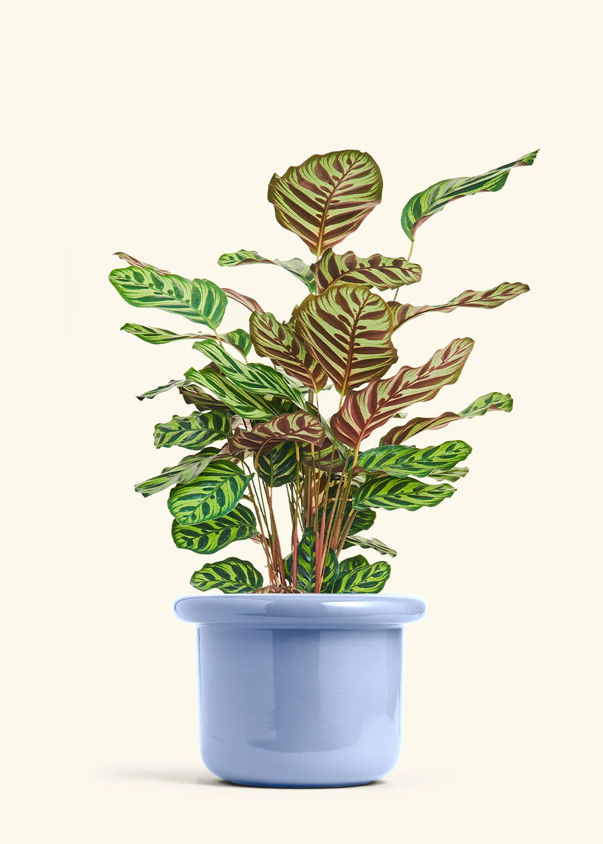Peacock Plant, Large - Image 8