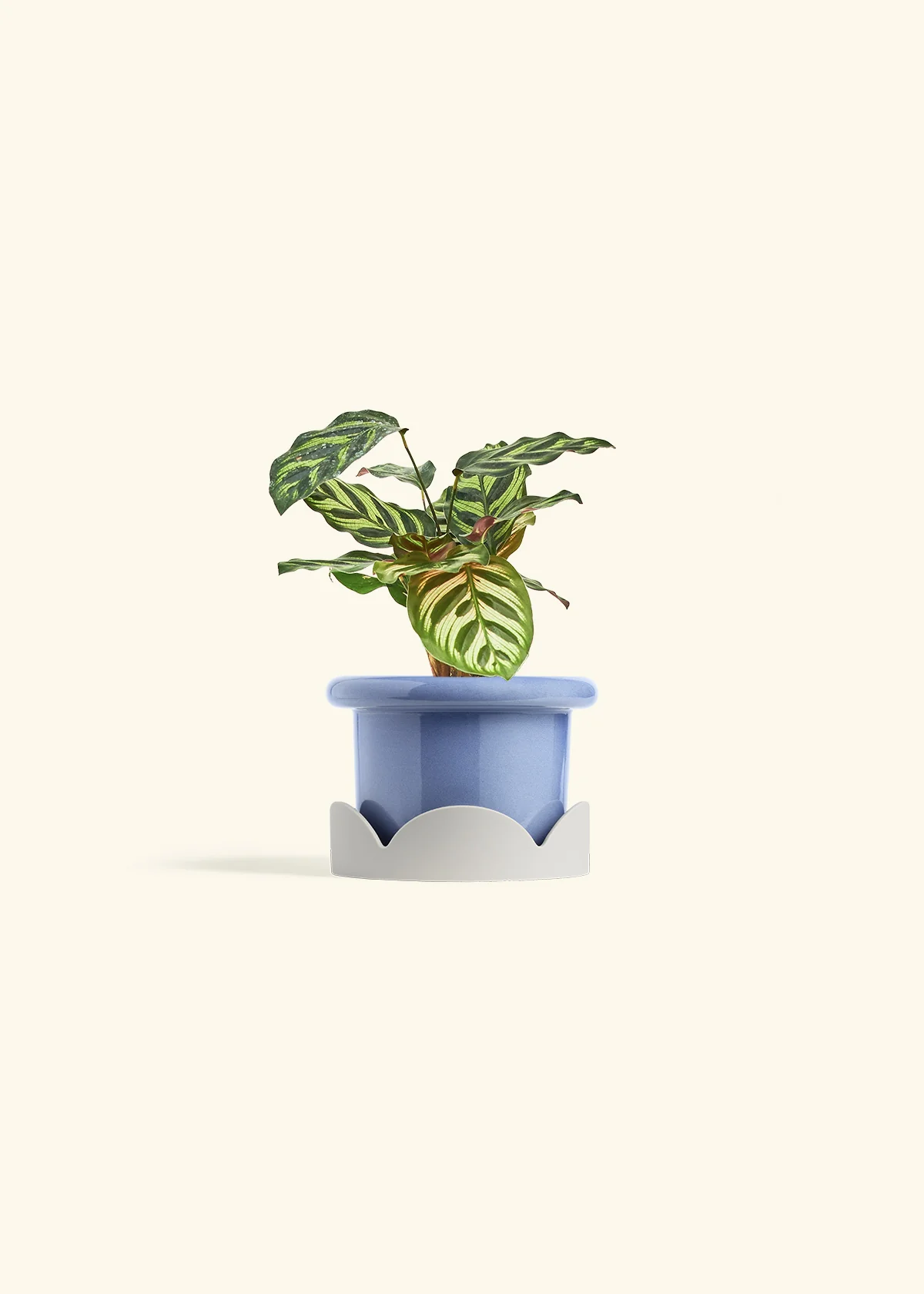 Peacock Plant, Small - Image 18
