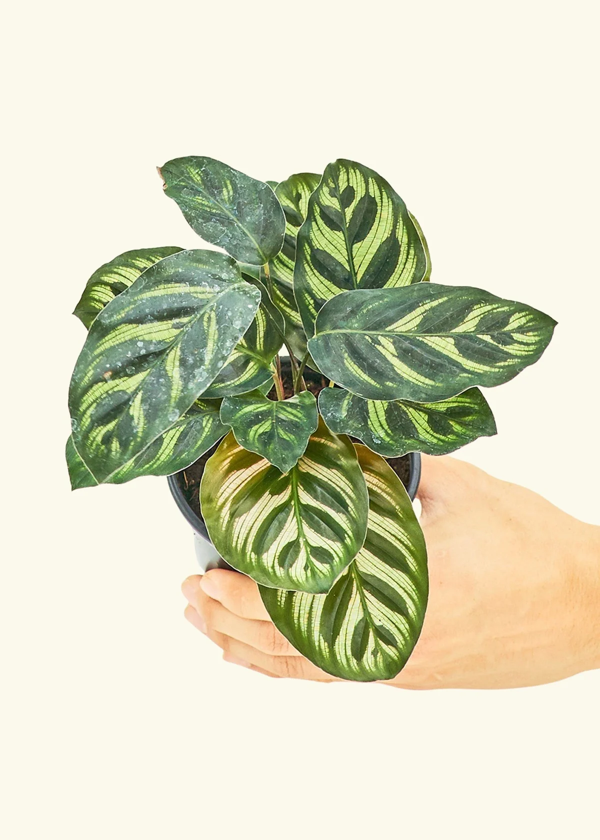 Peacock Plant, Small - Image 3