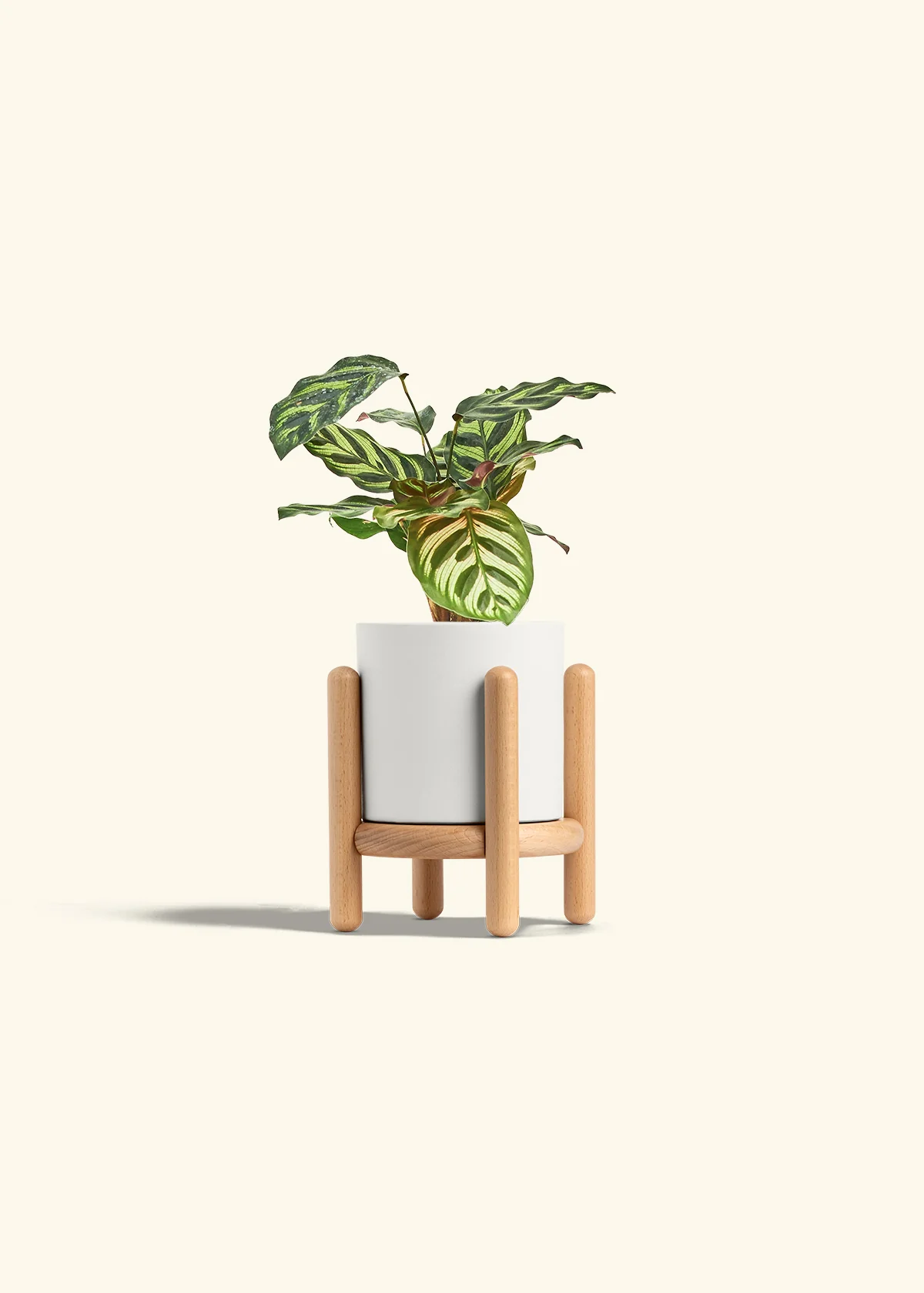 Peacock Plant, Small - Image 31
