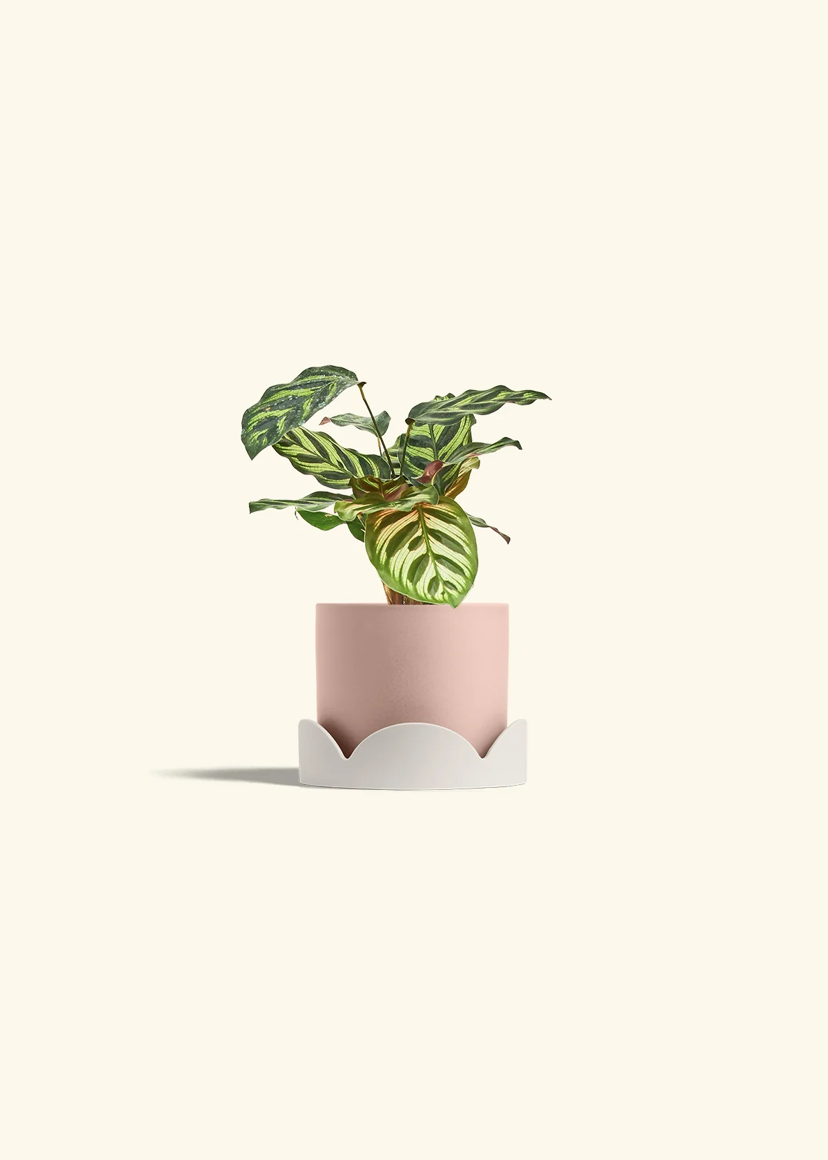 Peacock Plant, Small - Image 34