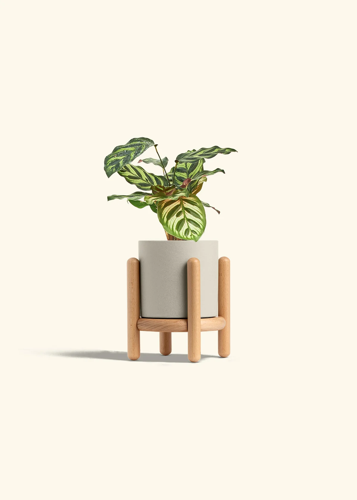 Peacock Plant, Small - Image 43