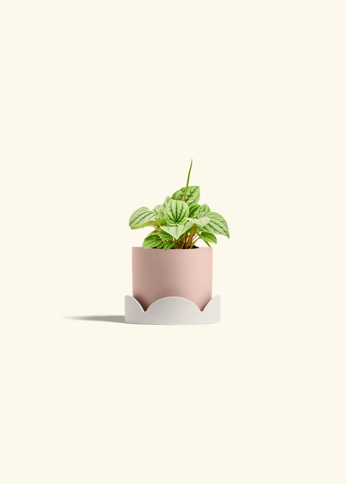 Peperomia 'Frost', Small - Image 25