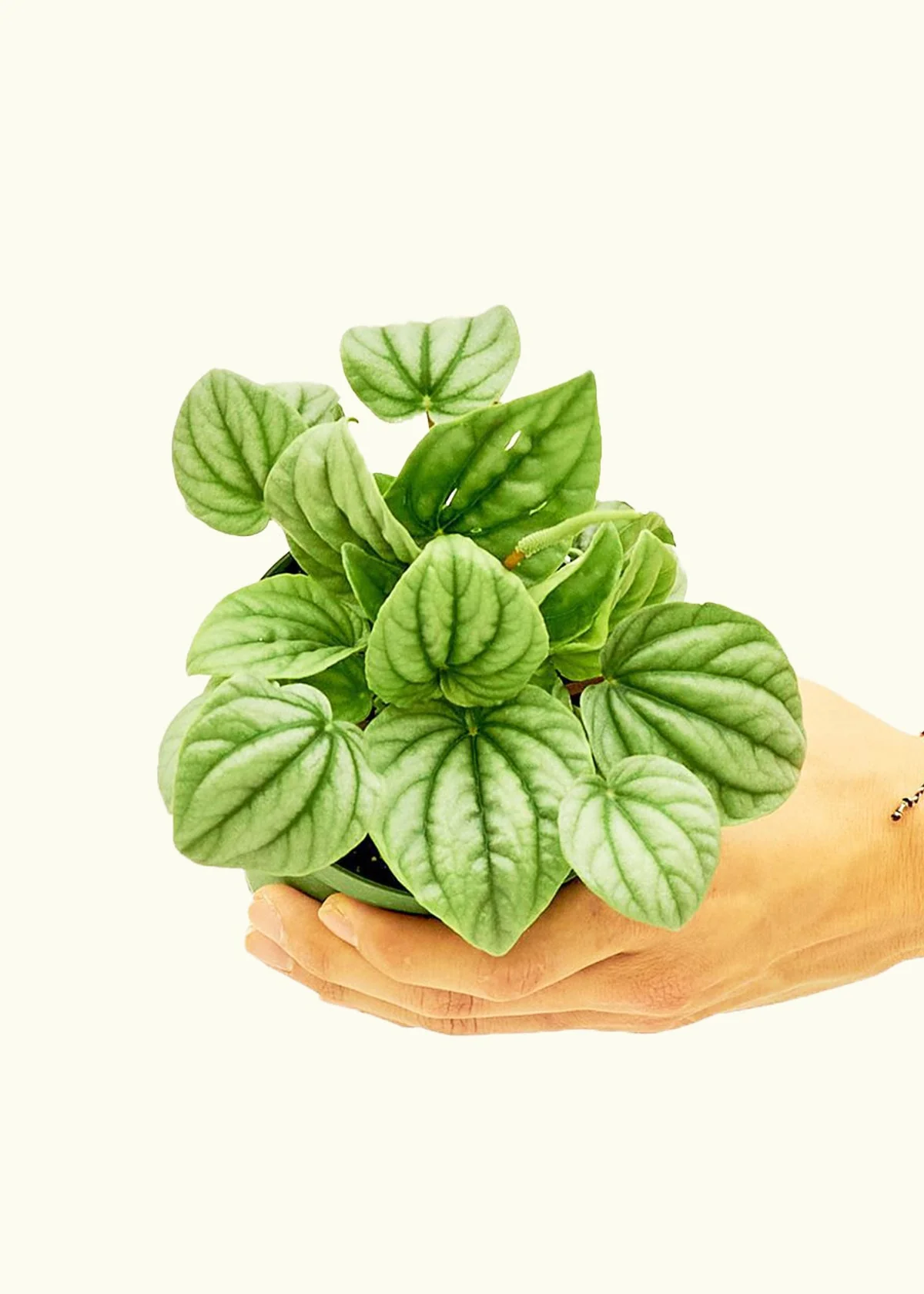 Peperomia 'Frost', Small - Image 3