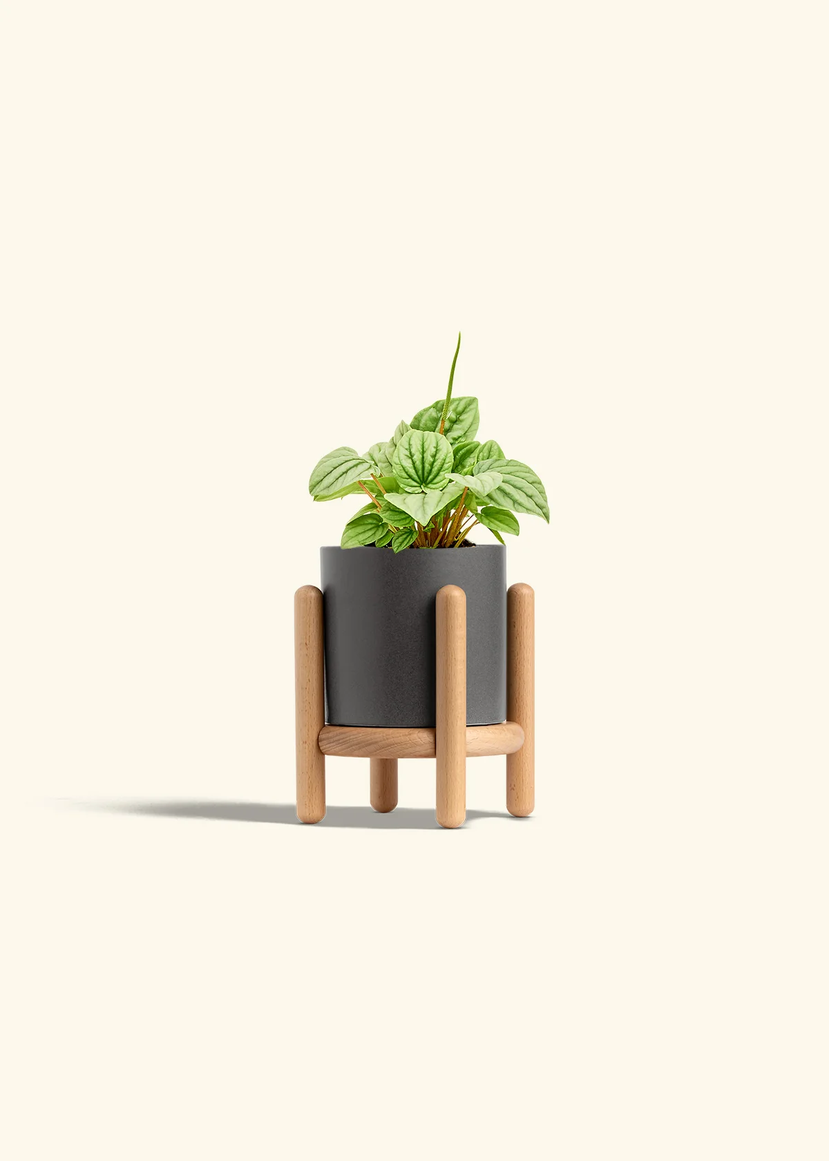 Peperomia 'Frost', Small - Image 30