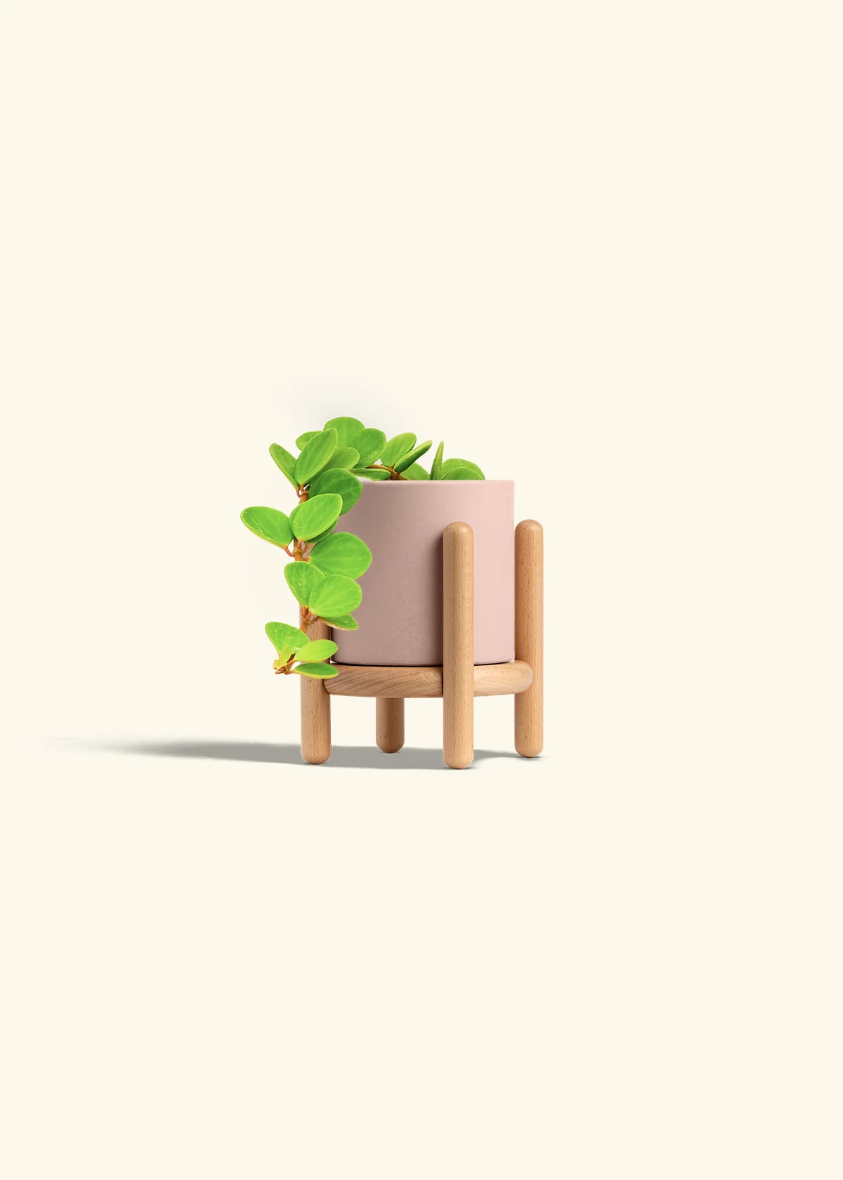 Peperomia 'Hope', Small - Image 35
