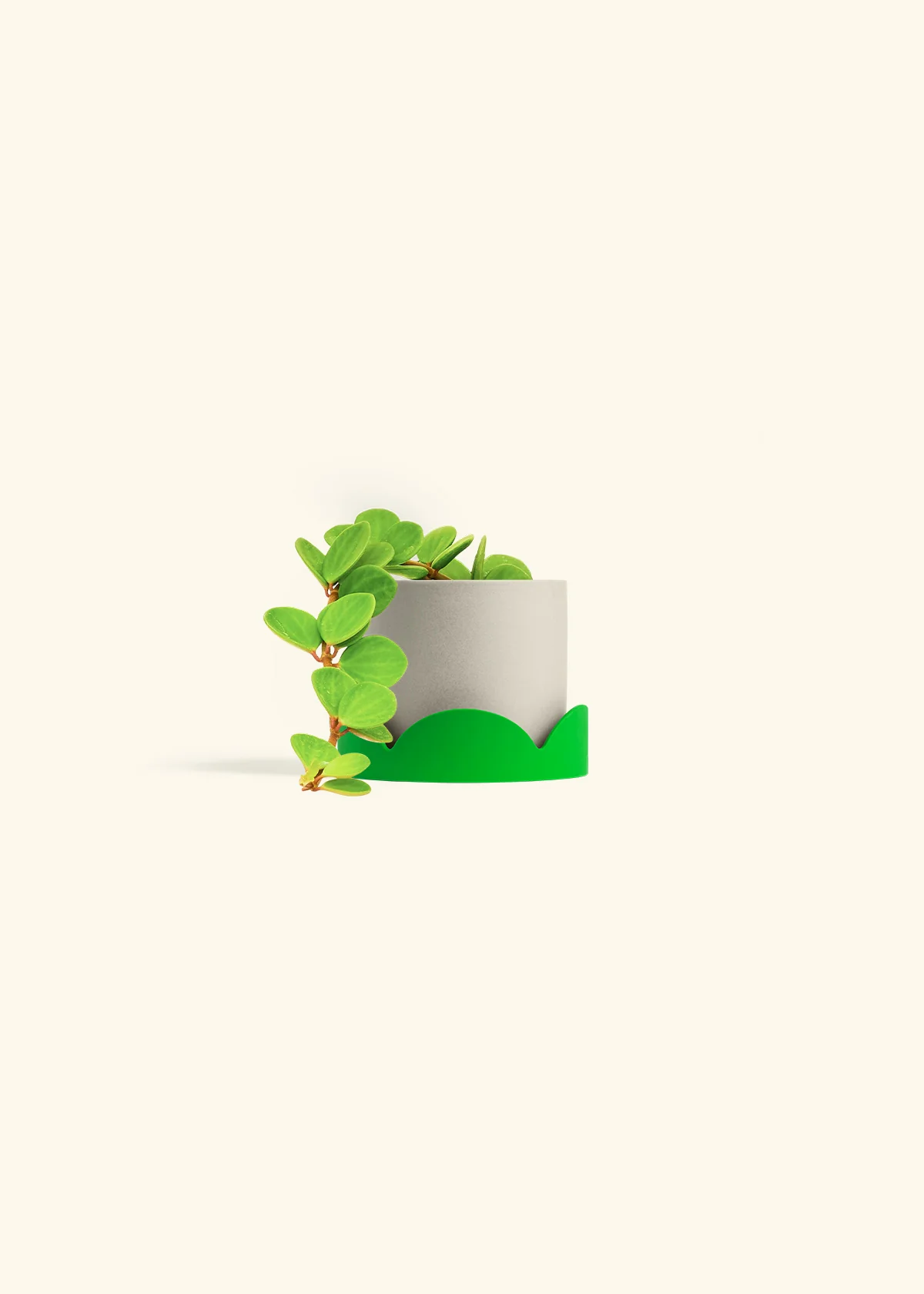 Peperomia 'Hope', Small - Image 41