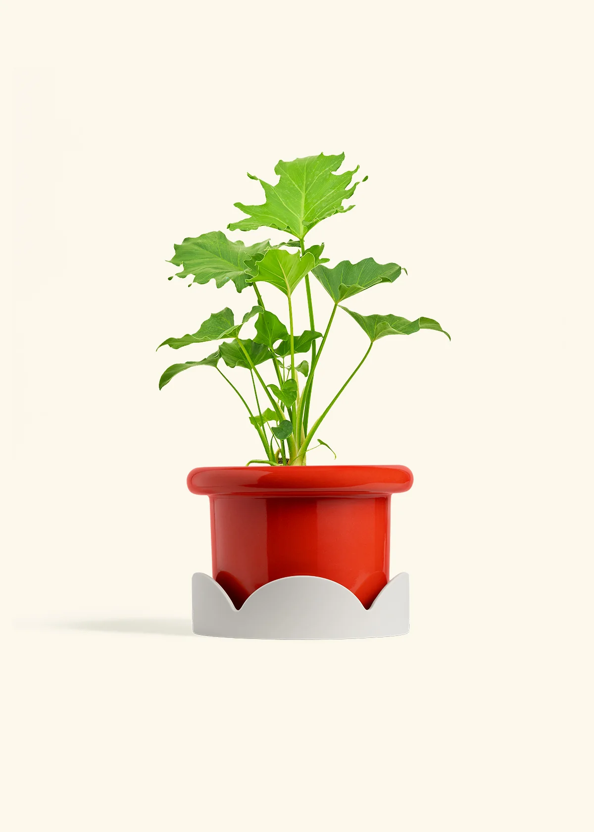 Philodendron 'Little Hope', Medium - Image 14
