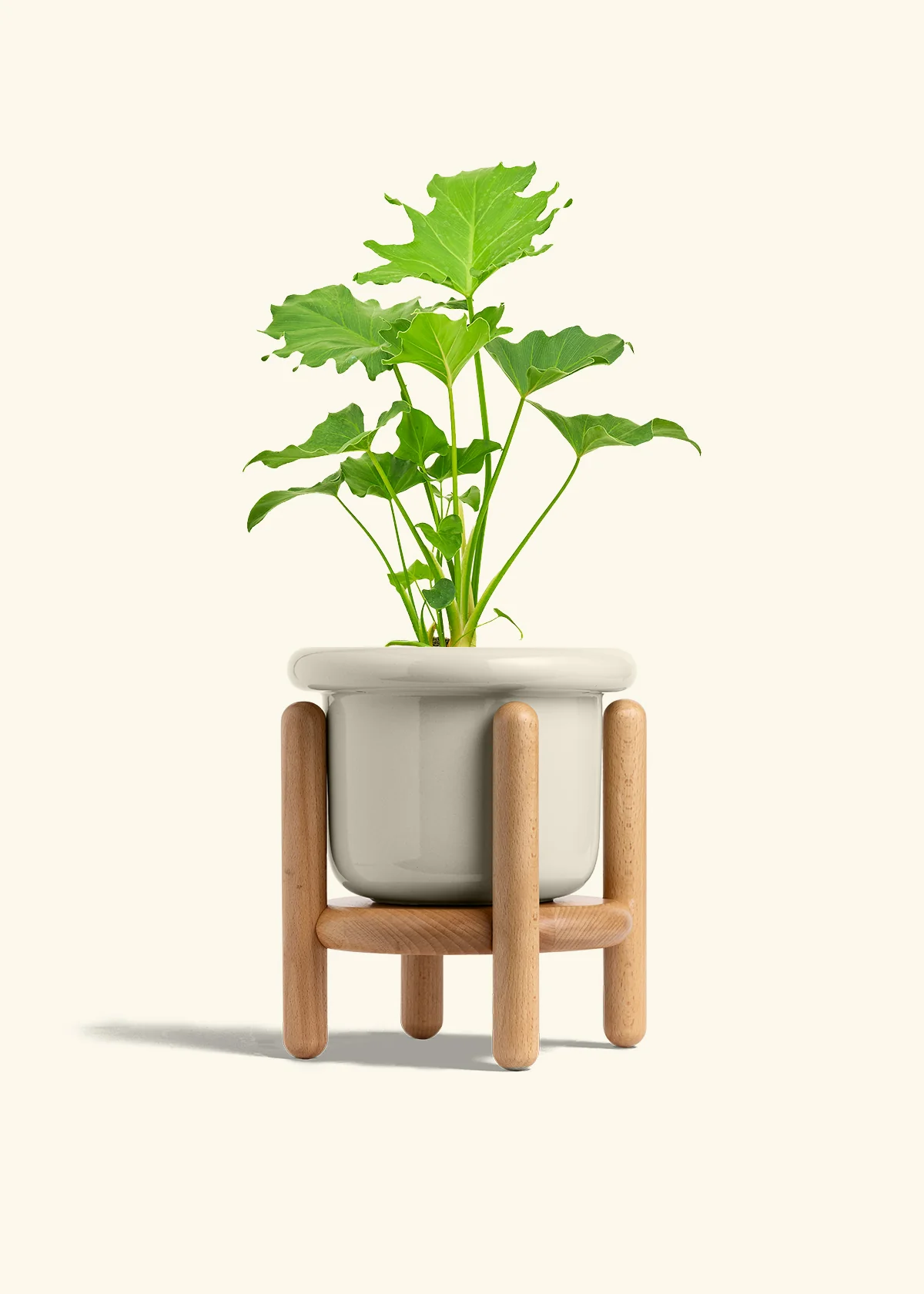 Philodendron 'Little Hope', Medium - Image 19