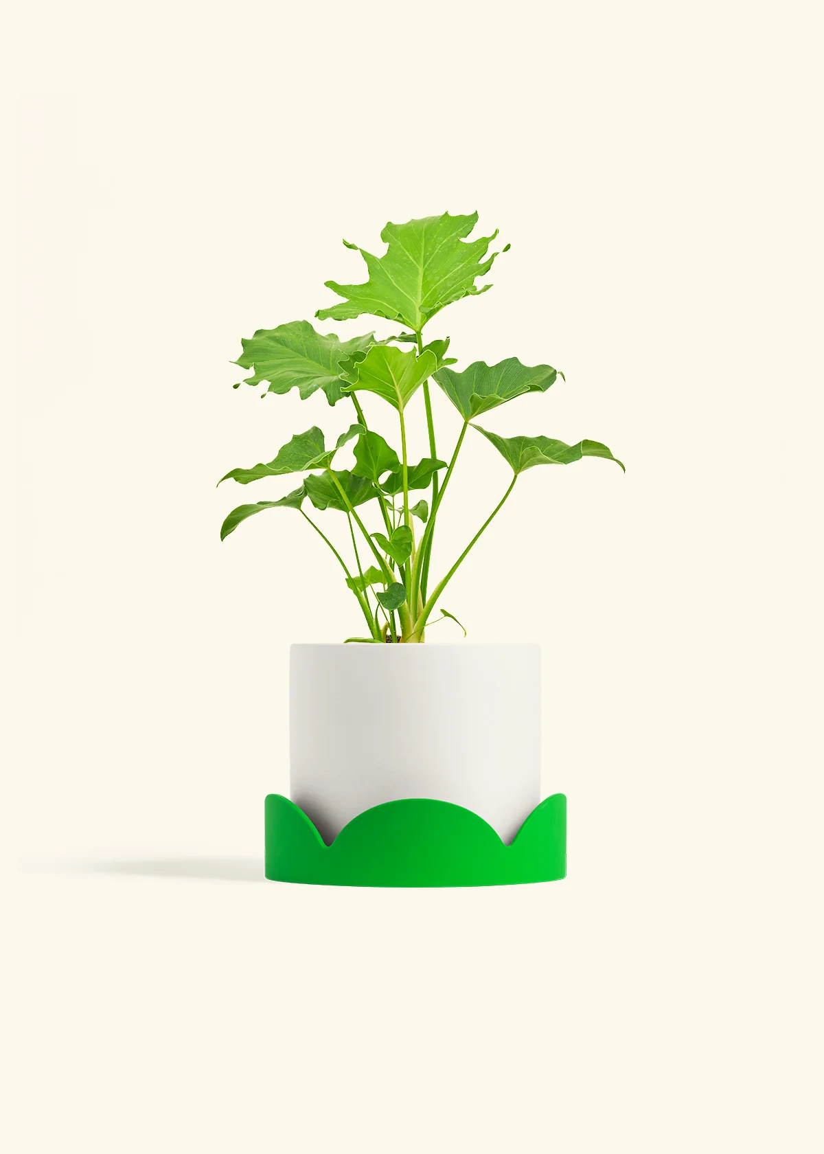 Philodendron 'Little Hope', Medium - Image 21