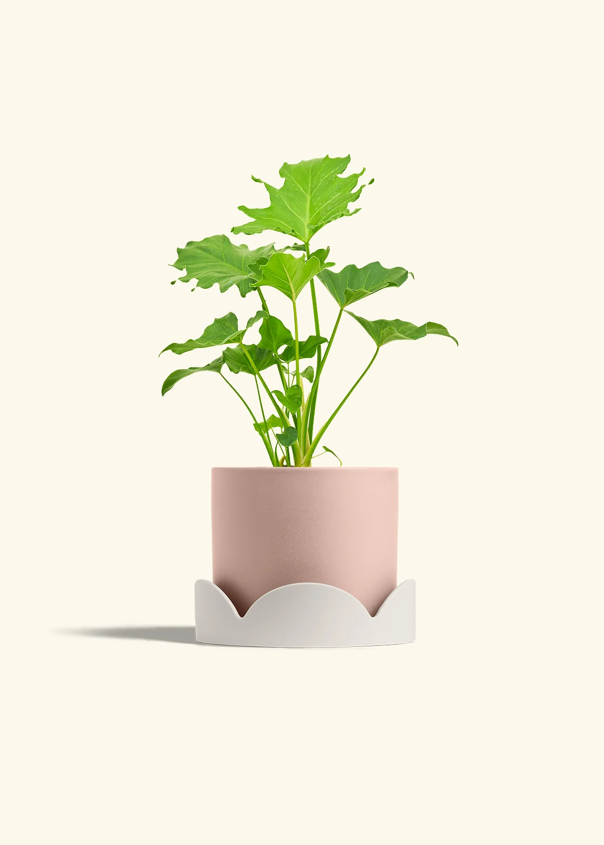 Philodendron 'Little Hope', Medium - Image 26