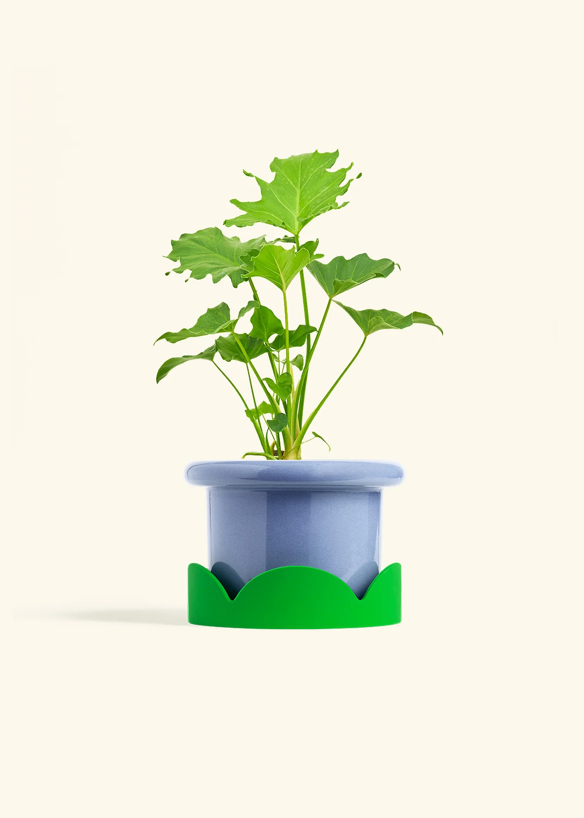 Philodendron 'Little Hope', Medium - Image 9