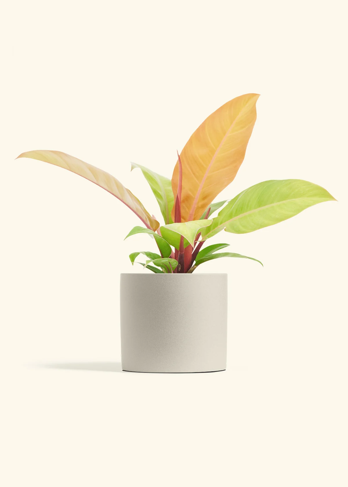 Philodendron 'Prince of Orange', Medium - Image 7