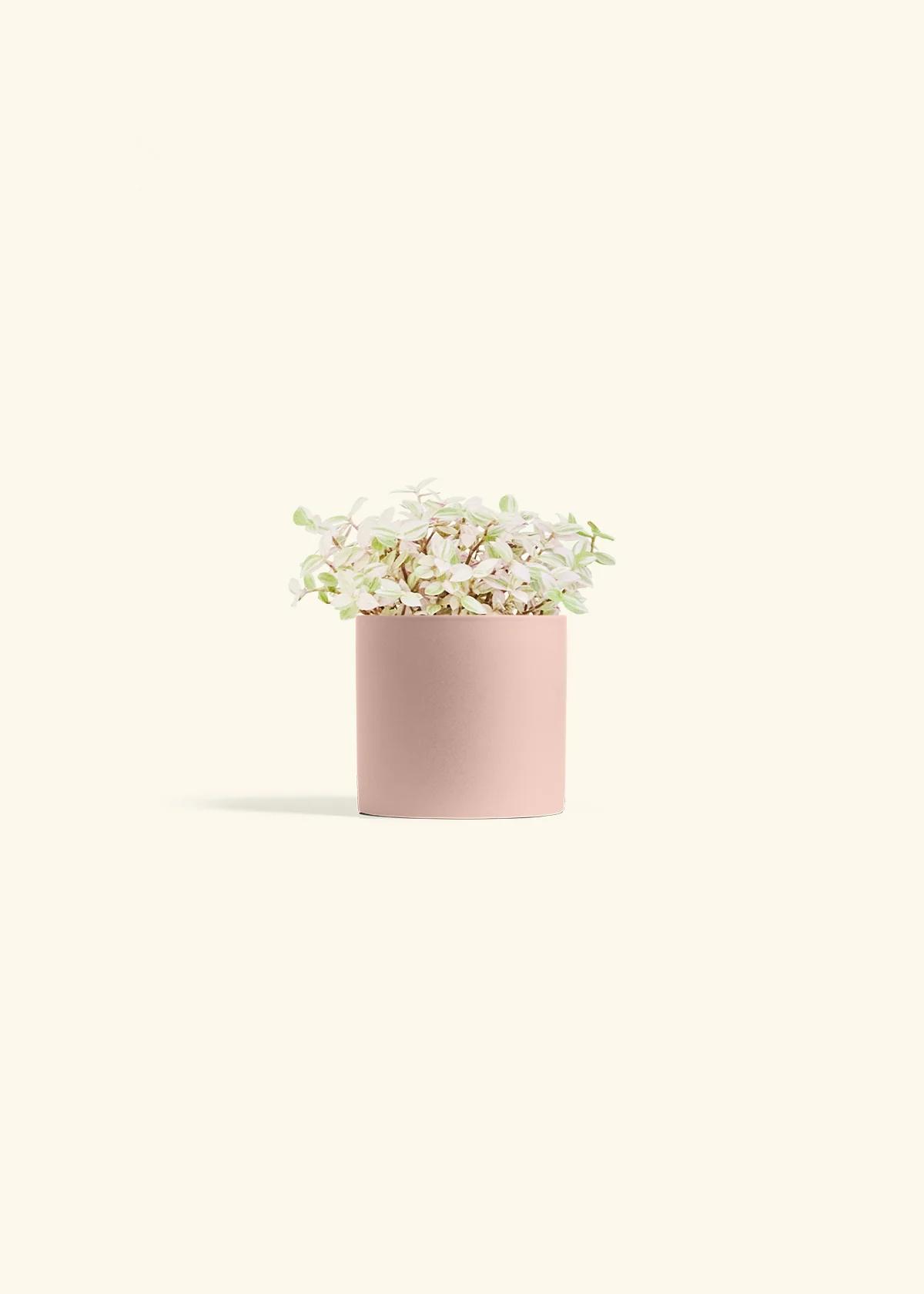 Pink Panther Tradescantia, Small - Image 24