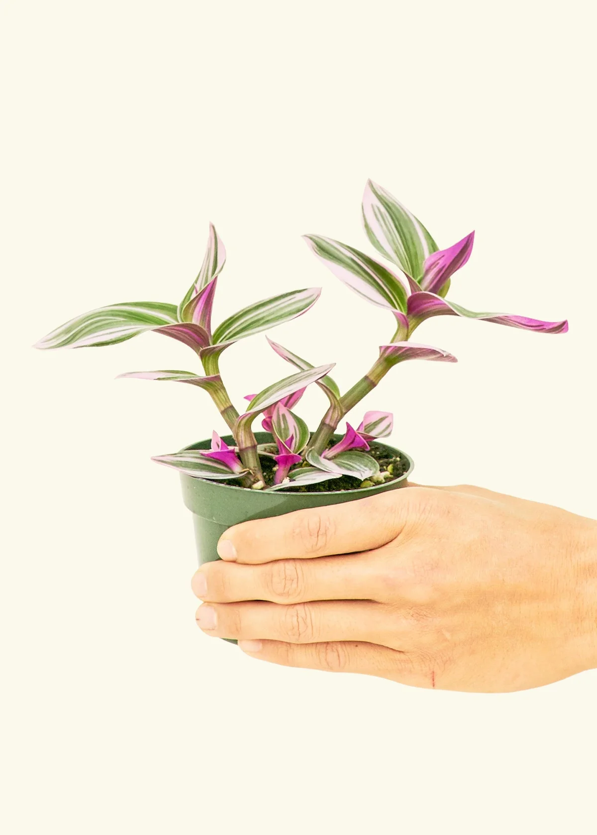 Tradescantia Nanouk, Small - Image 2