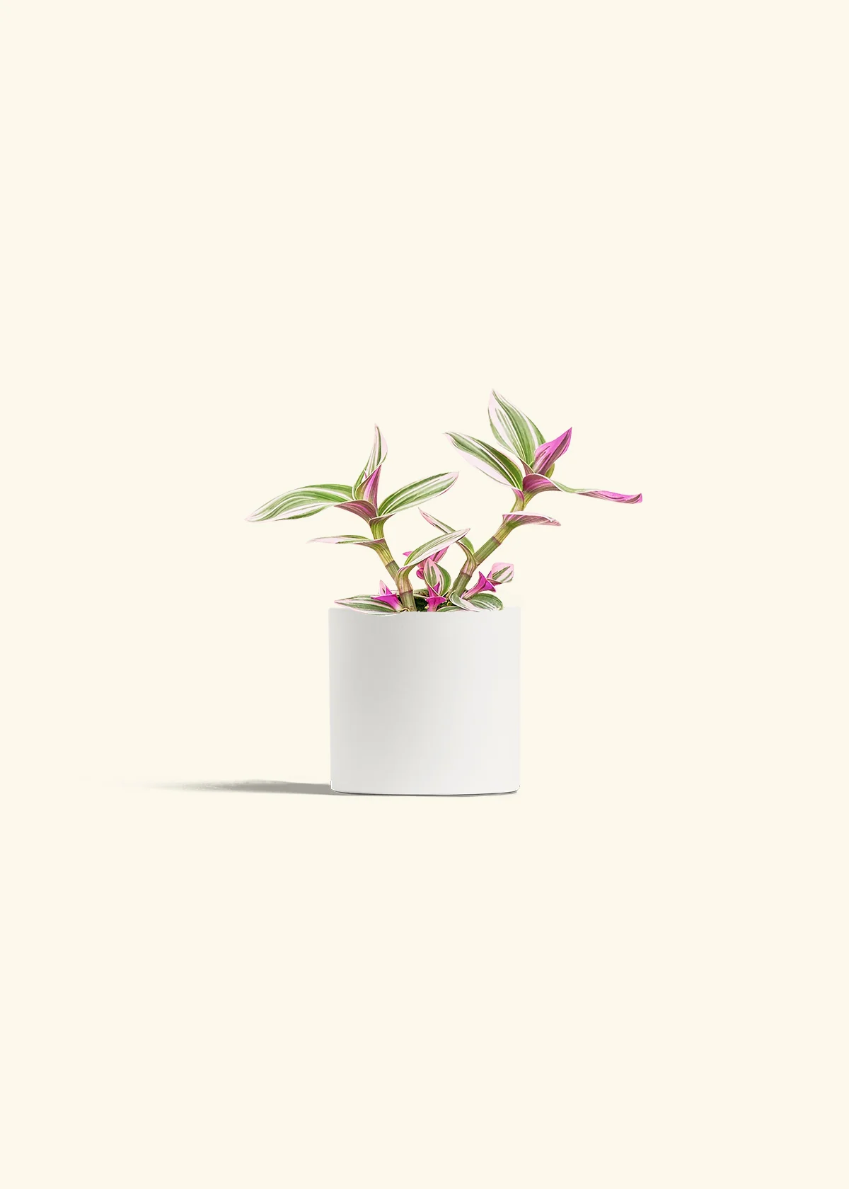 Tradescantia Nanouk, Small - Image 4