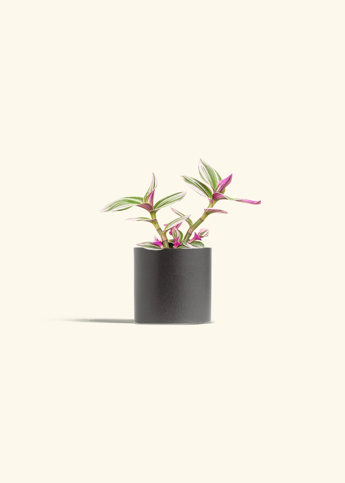 Tradescantia Nanouk, Small - Image 6