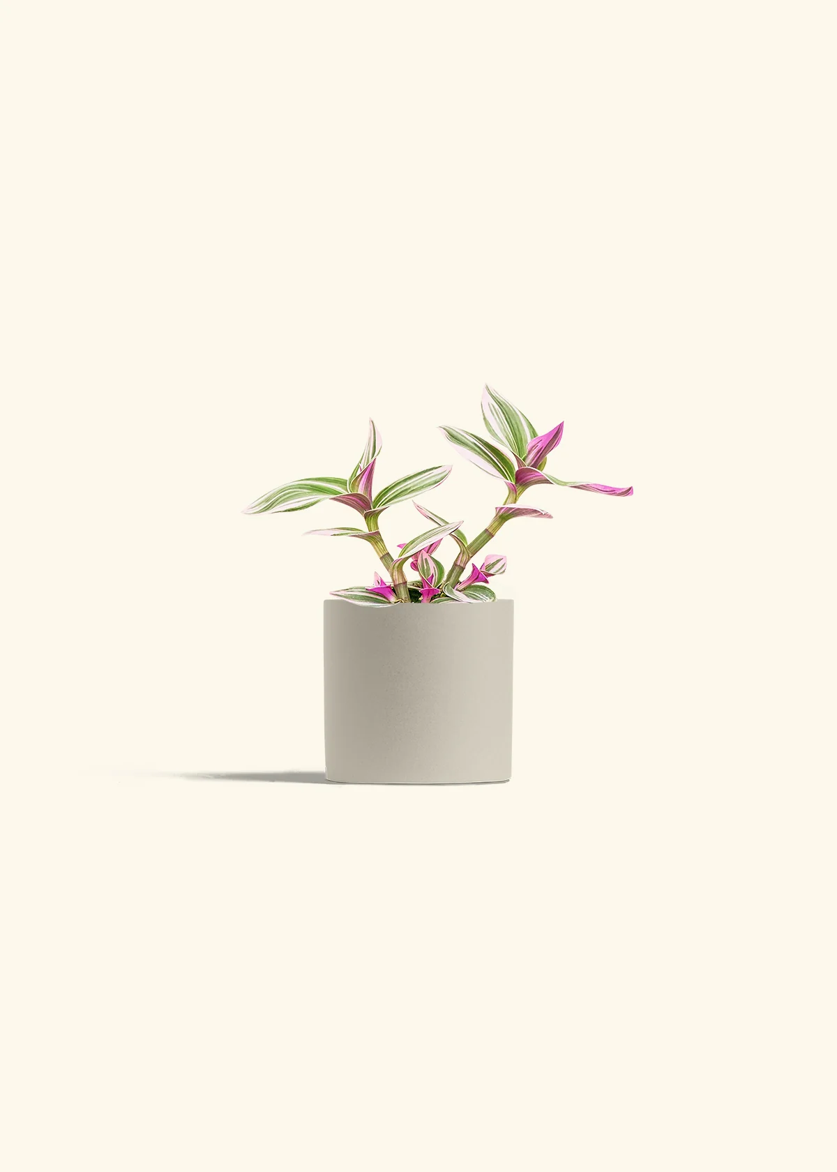 Tradescantia Nanouk, Small - Image 7
