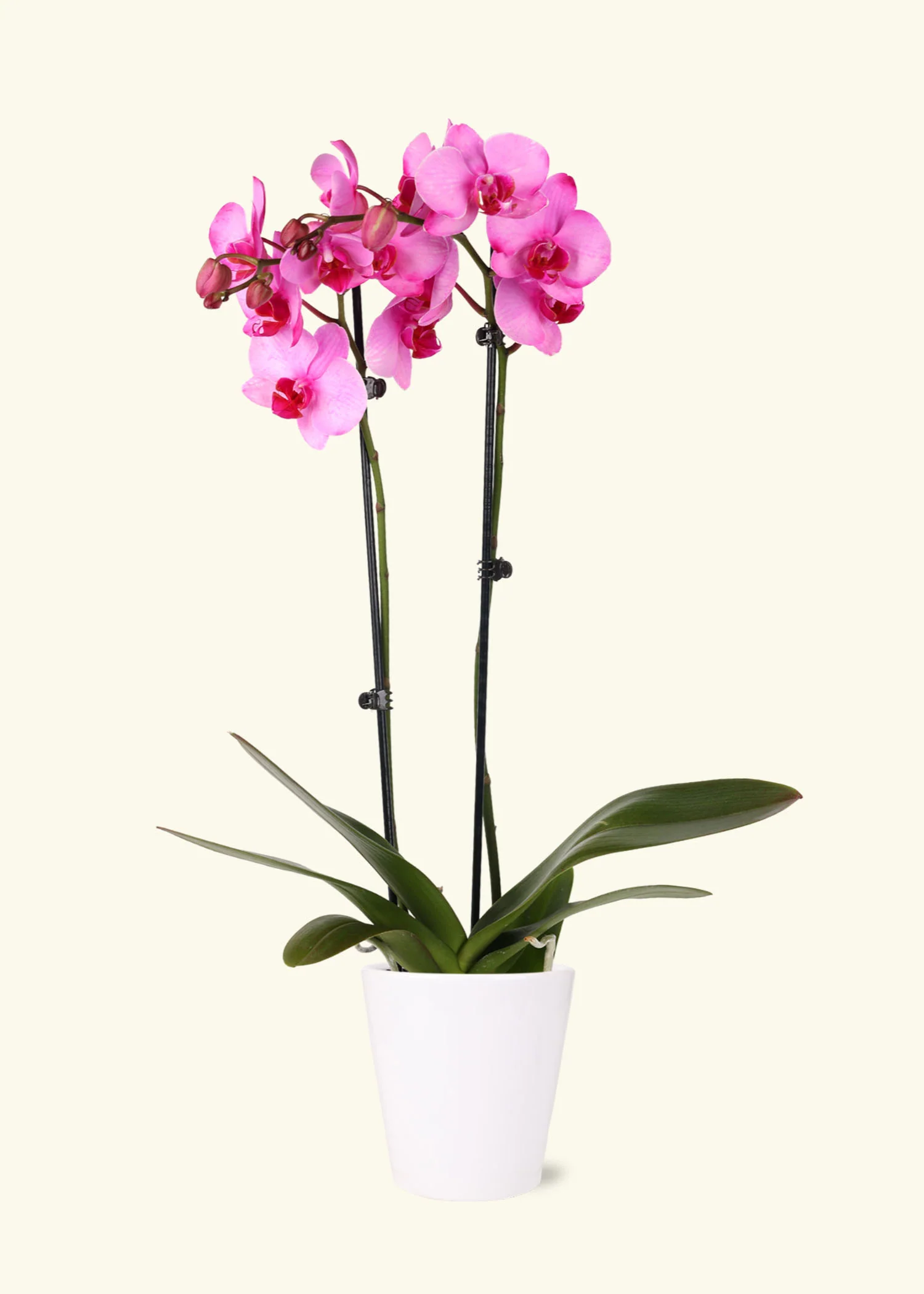 Pink Watercolor Orchid, Medium - Image 2