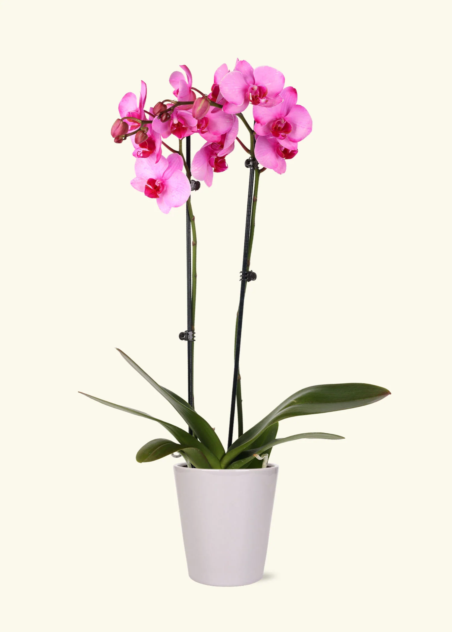 Pink Watercolor Orchid, Medium - Image 3