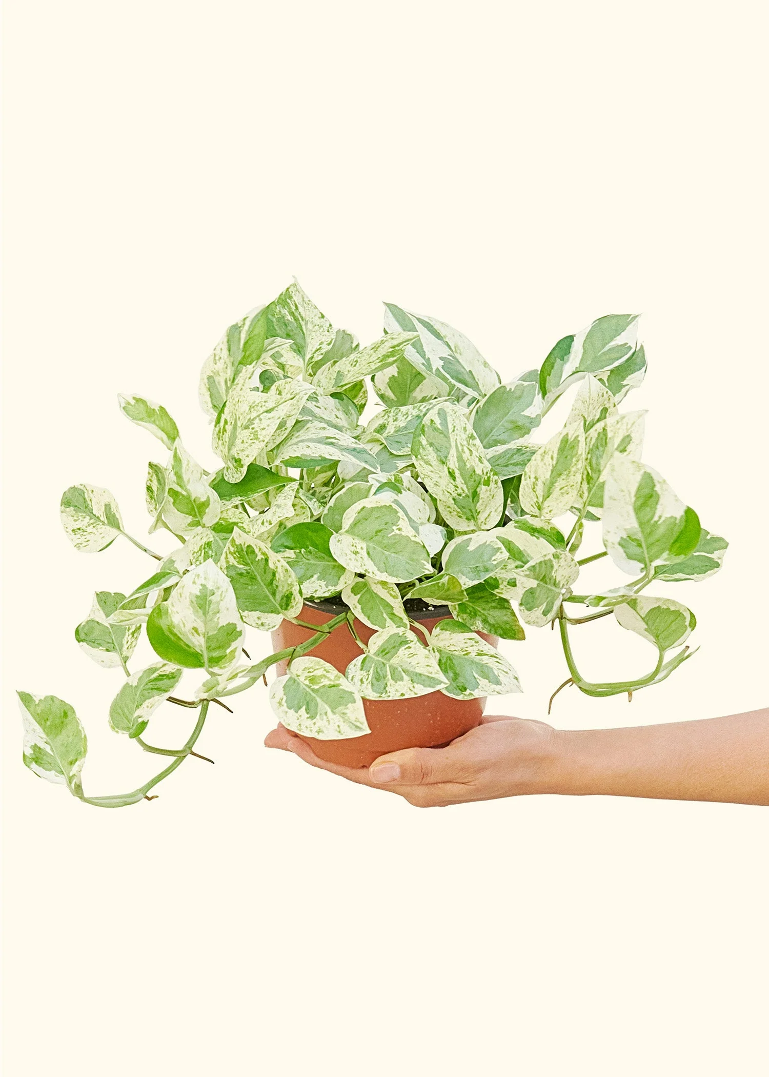 Pothos 'Pearl and Jade', Medium - Image 3