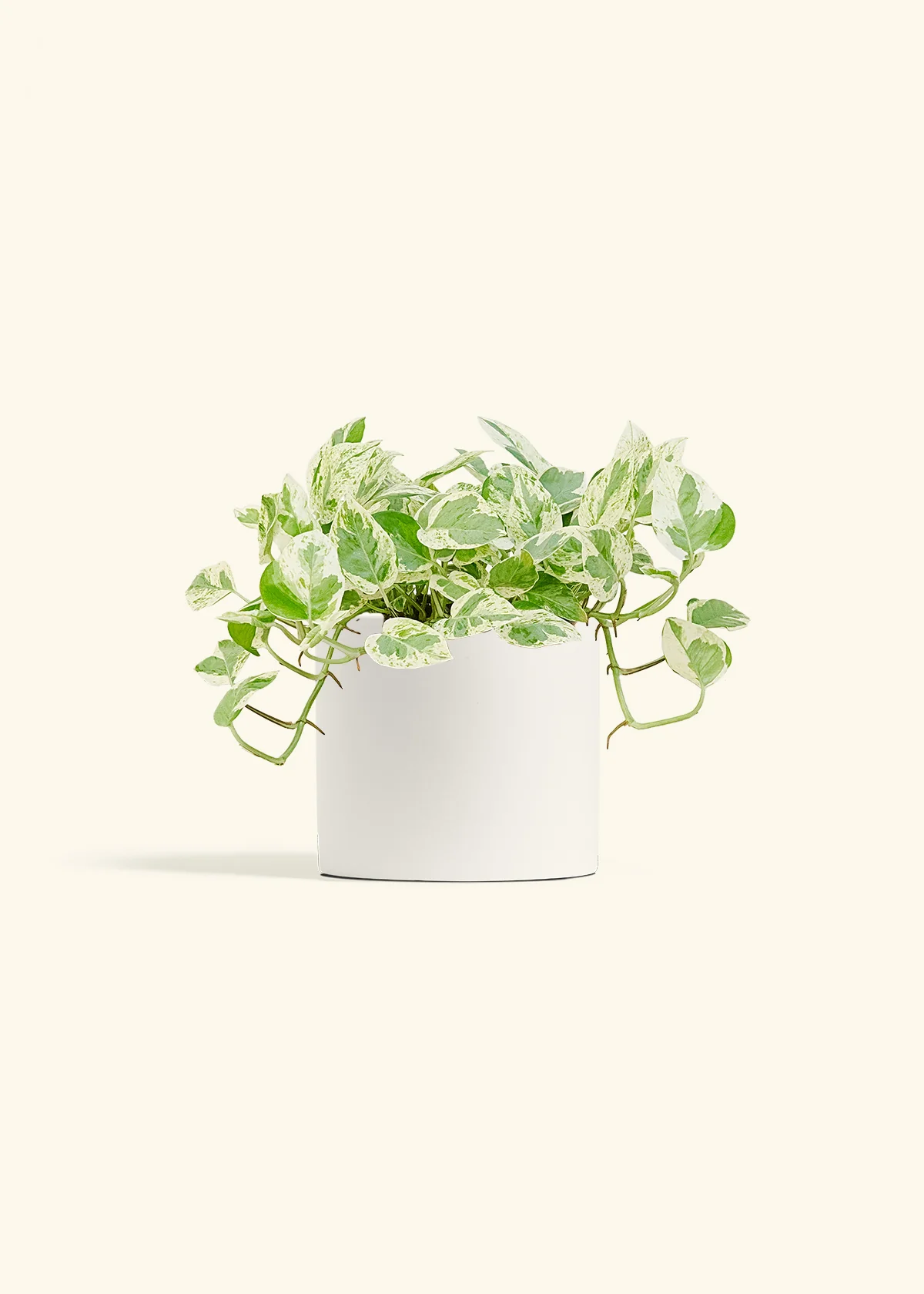 Pothos 'Pearl and Jade', Medium - Image 4