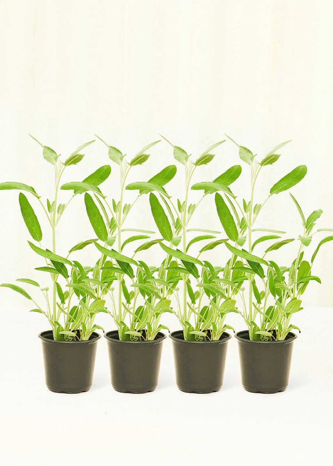 Sage, 4 pack