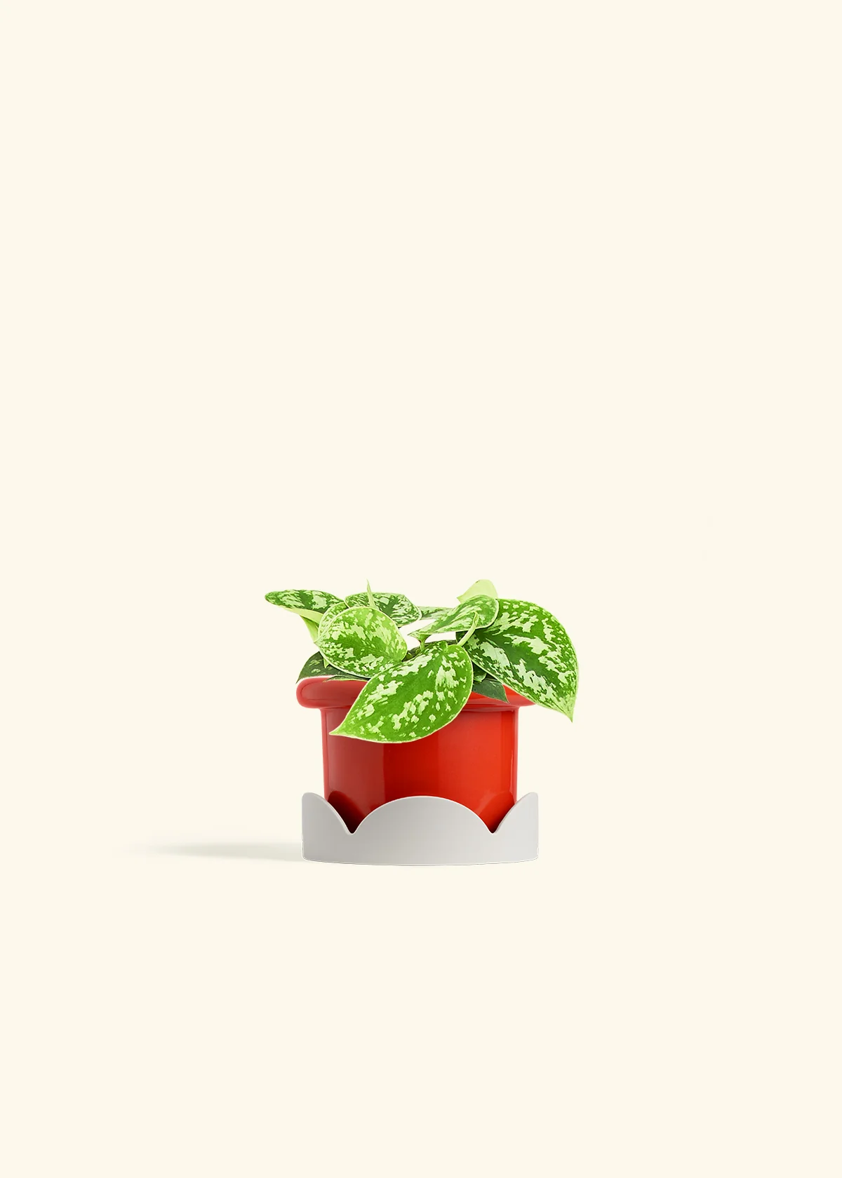 Scindapsus 'Silvery Ann', Small - Image 22