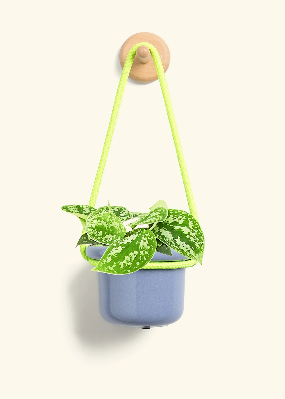 Scindapsus 'Silvery Ann', Small - Image 7
