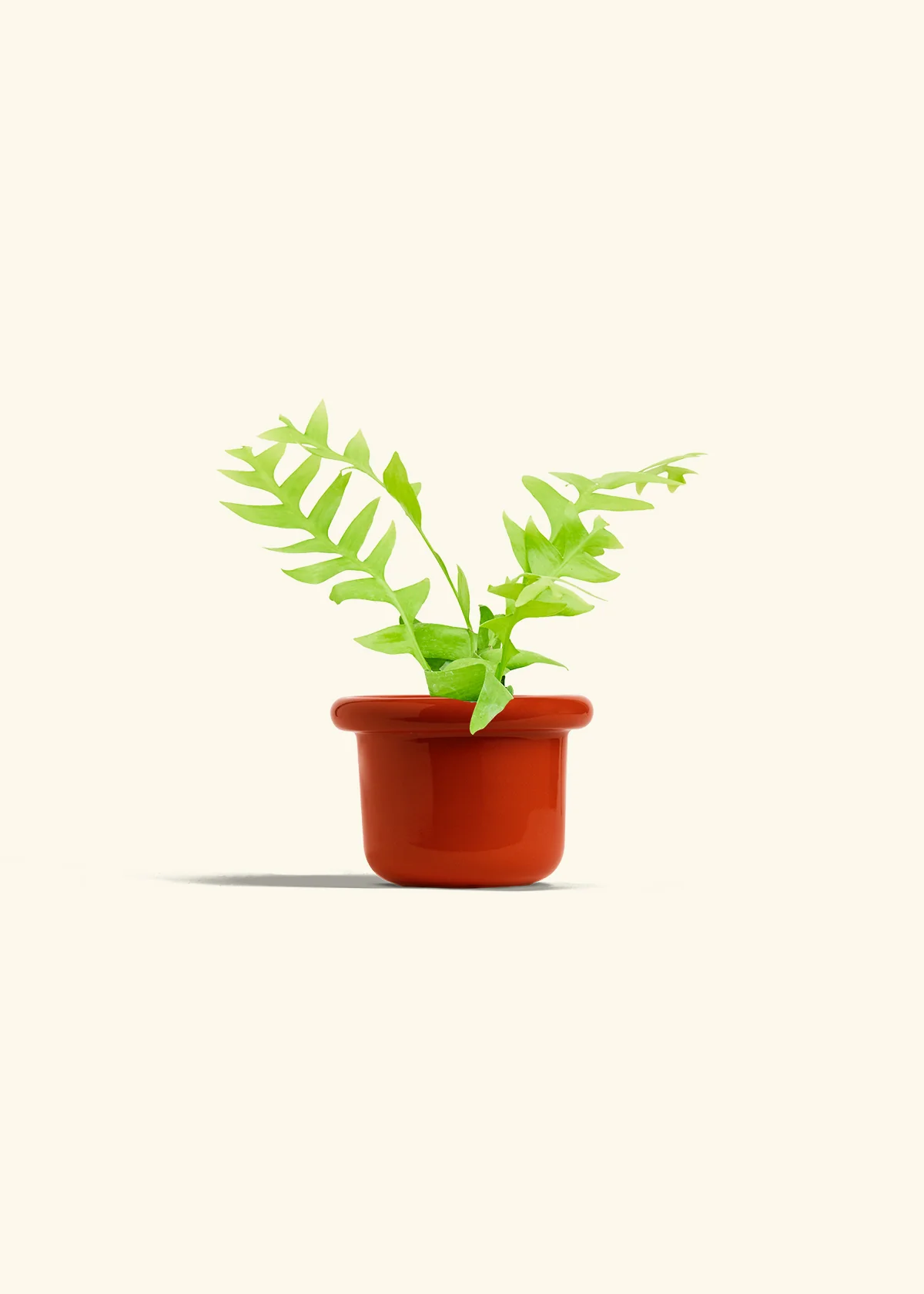 Sharktooth Fern, Small - Image 12