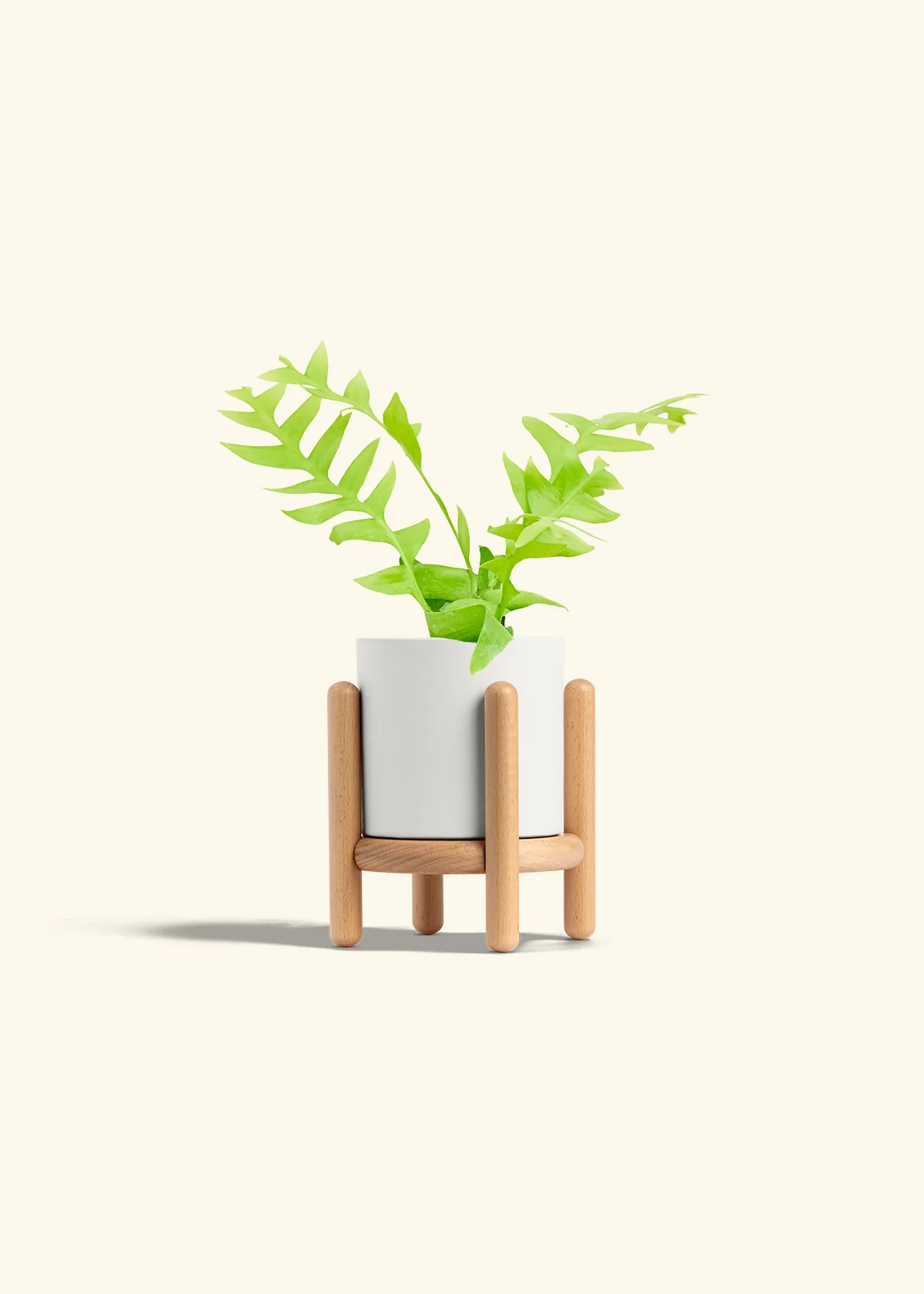 Sharktooth Fern, Small - Image 23