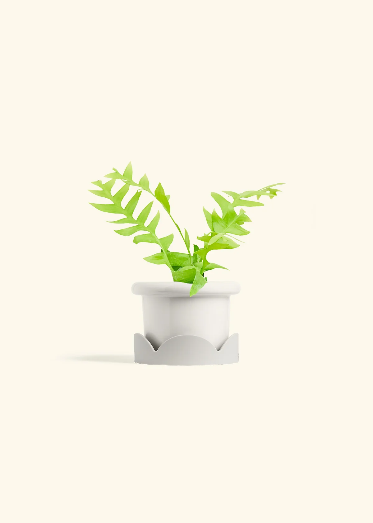 Sharktooth Fern, Small - Image 6