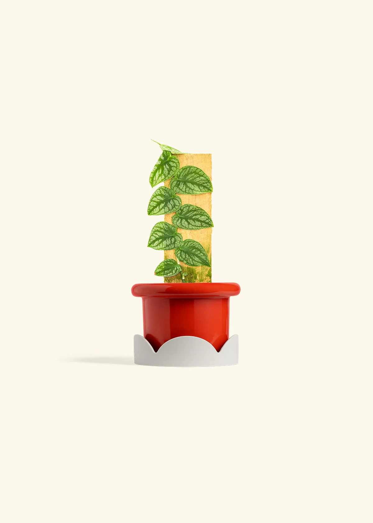 Shingle Plant, Small - Image 14