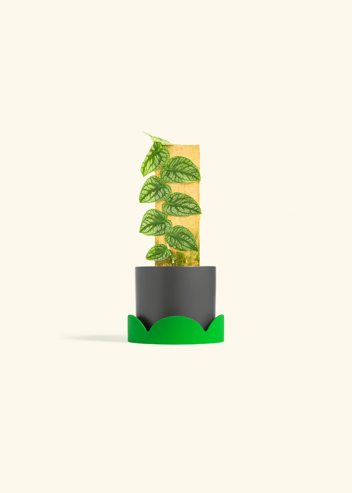 Shingle Plant, Small - Image 29