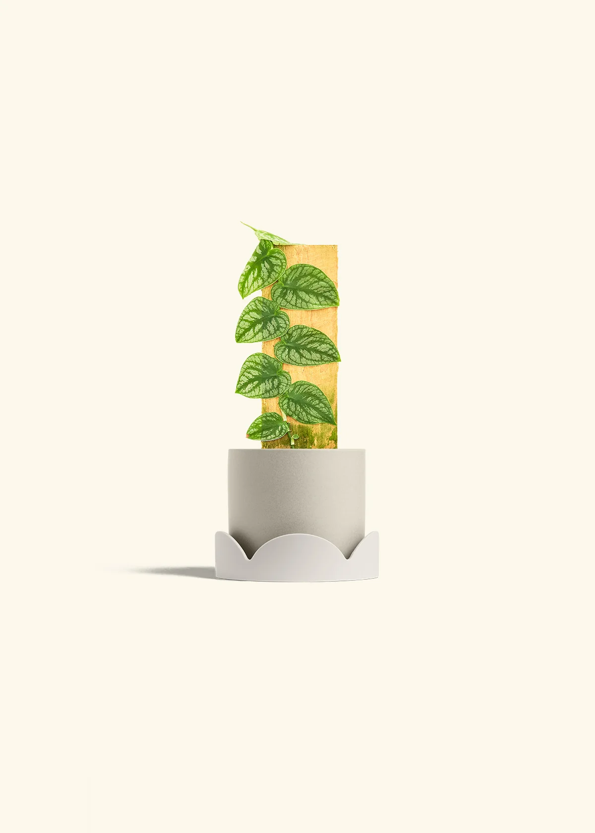 Shingle Plant, Small - Image 34