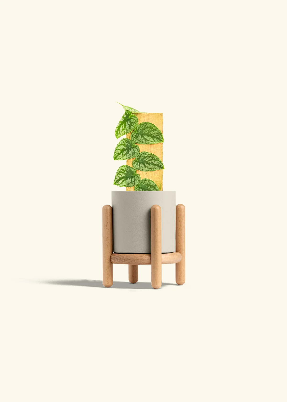 Shingle Plant, Small - Image 35