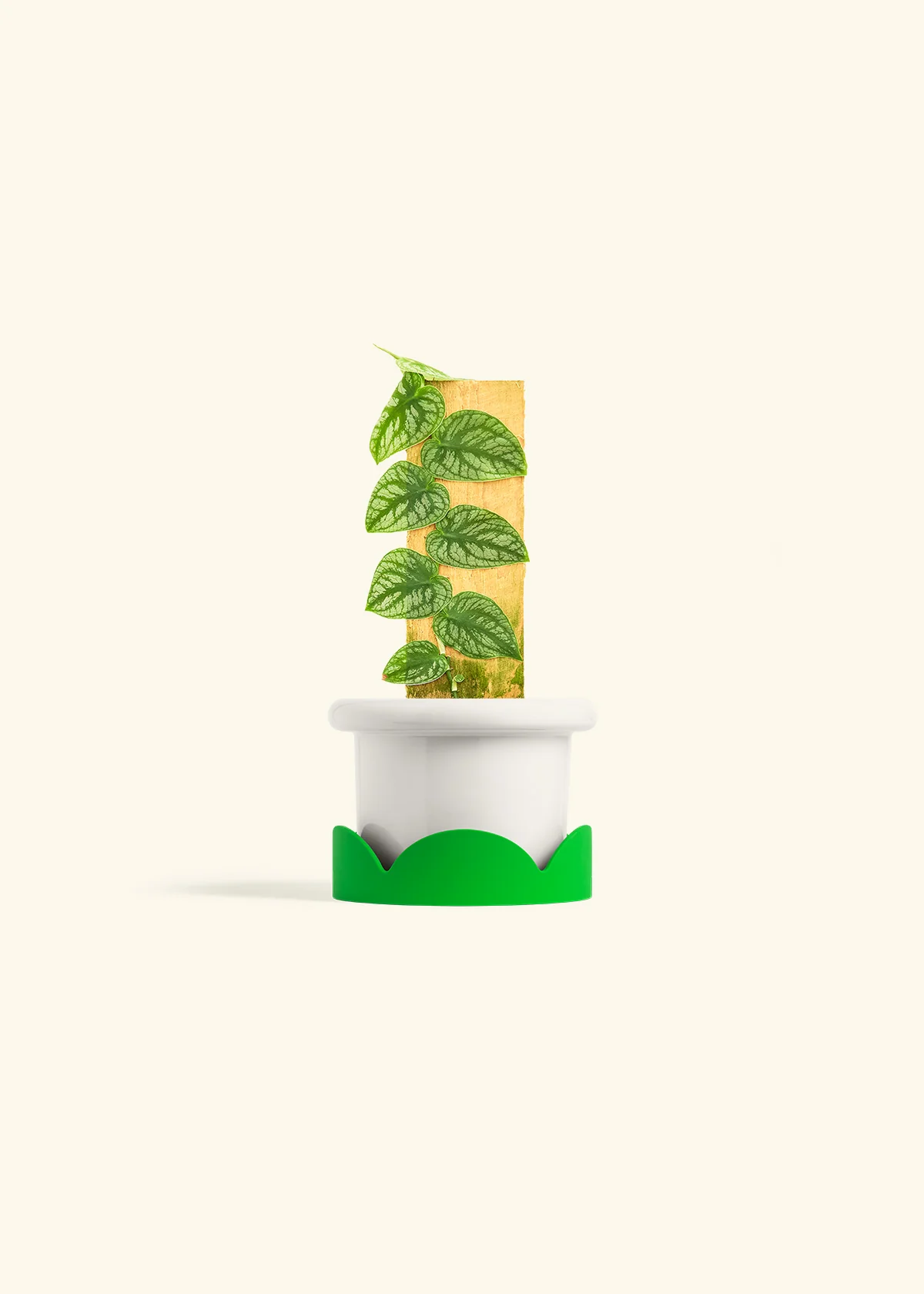 Shingle Plant, Small - Image 5