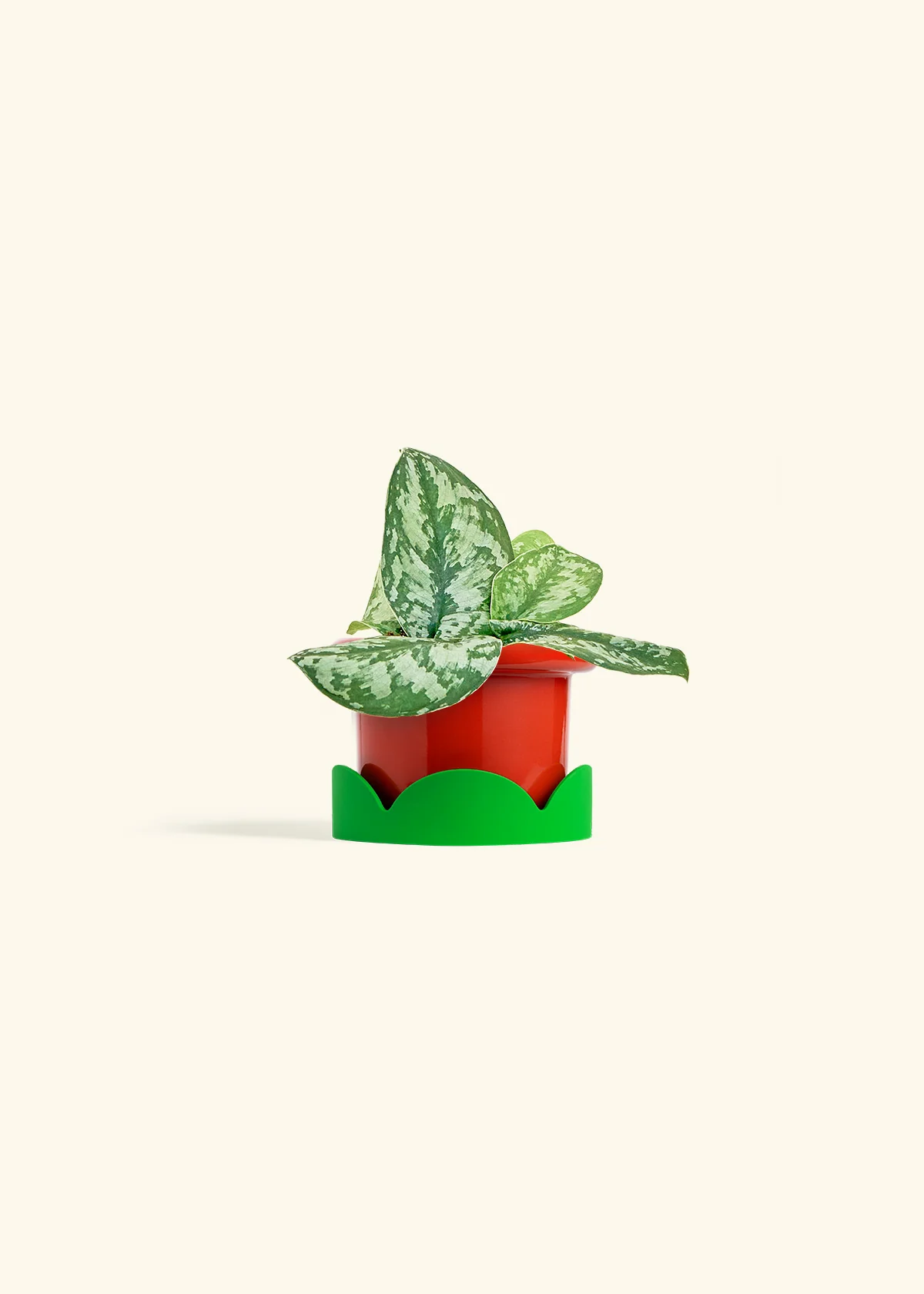 Silver Pothos 'Exotica', Small - Image 13