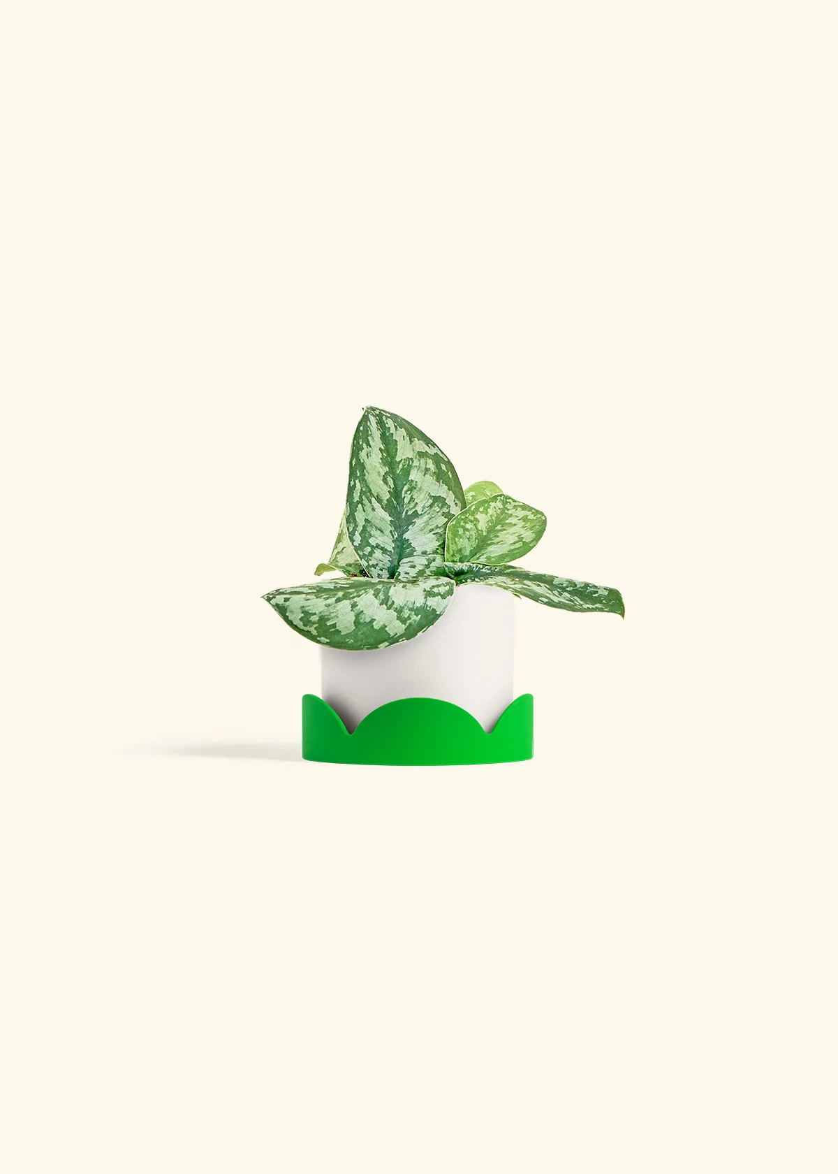 Silver Pothos 'Exotica', Small - Image 21
